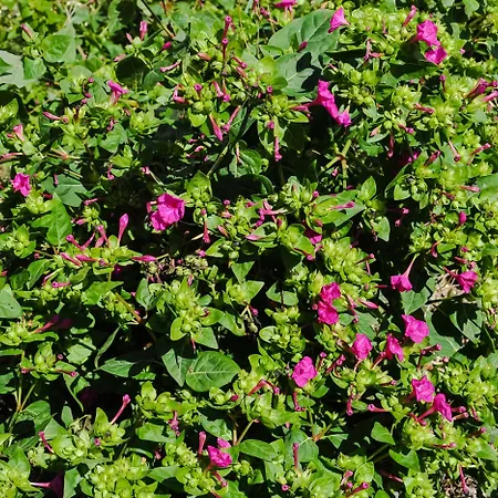 بيت للعطل Casa La Sorpresa *